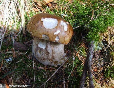 Cèpe de Bordeaux • Boletus edulis