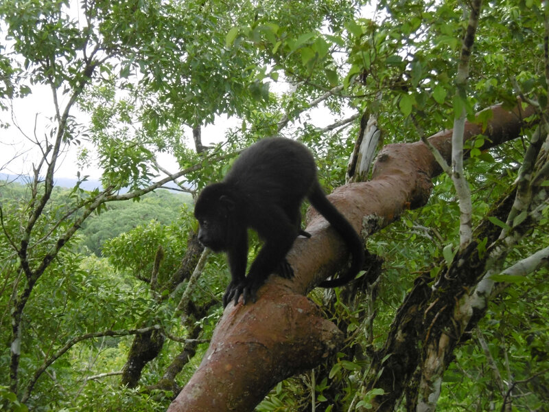 Site Tikal-singes Mono Arana (39)