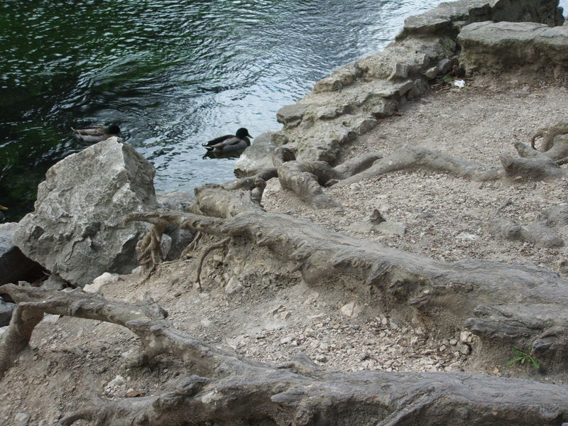 Fontaine_de_Vaucluse___Canards_sur_la_Sorgue__2