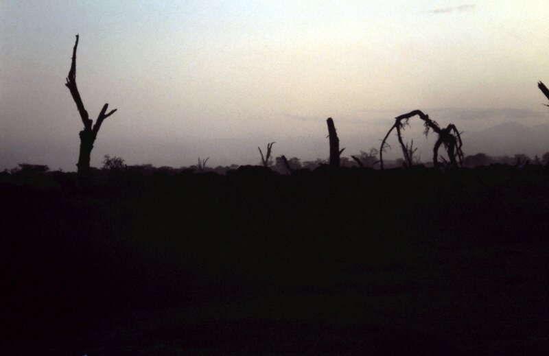 amboseli elephant nn