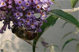 Abeille_sur_buddleia1