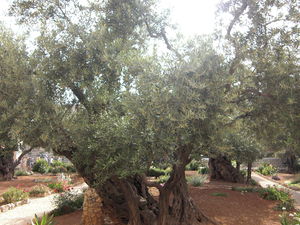 jardin_des_oliviers