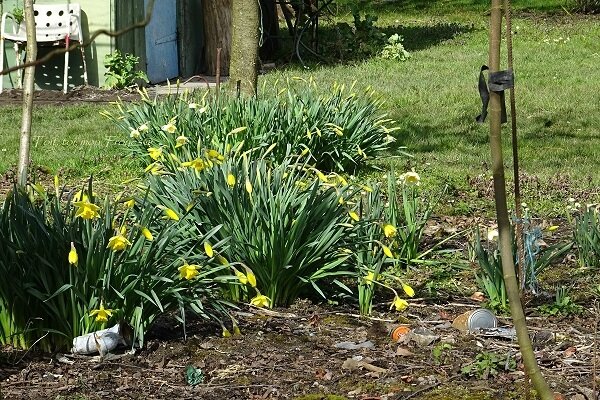 jonquilles troyennes