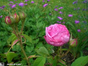 Chambord_21