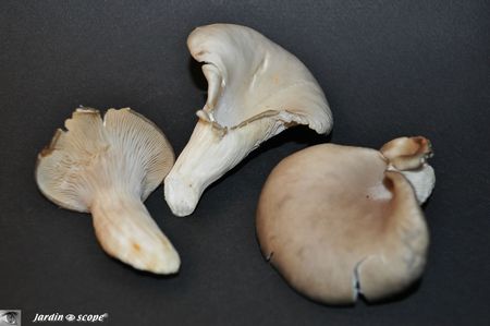 Pleurote-en-huître