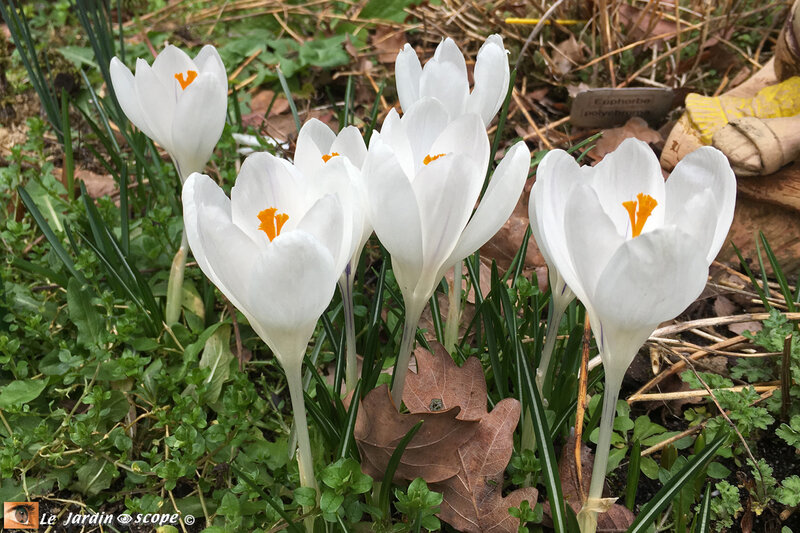 Crocus-blancs