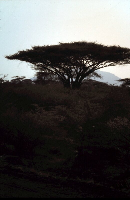 amboseli paysage t