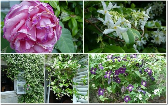 jasmin et fleurs de ma courette juin 2023
