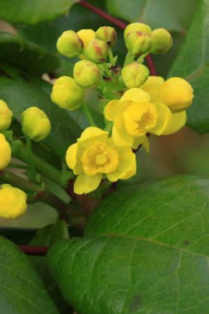 Mahonia_05