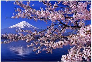 sakura et mt FUJI