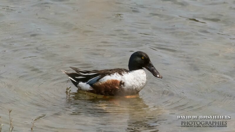 Canard souchet (Anas clypeata - Northern Shoveler)