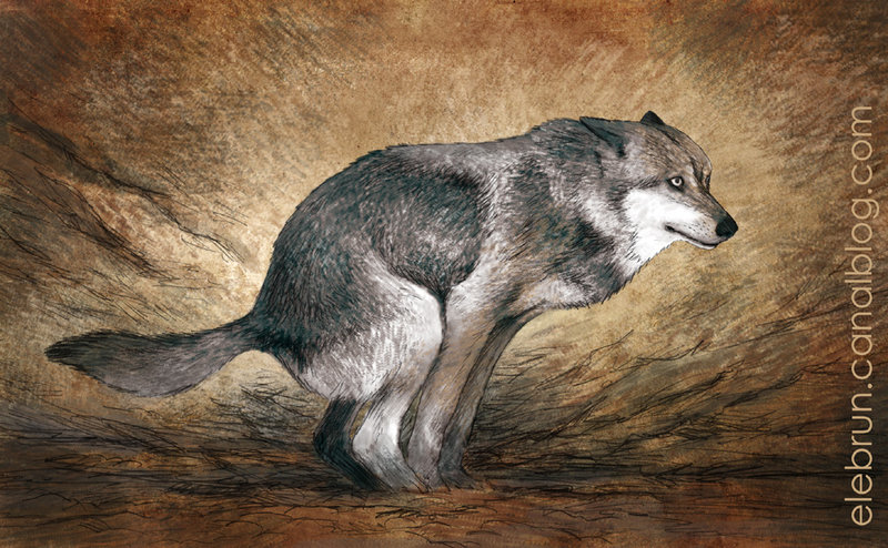 110- Loup Chauvet