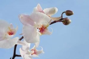 orchidee-300x199