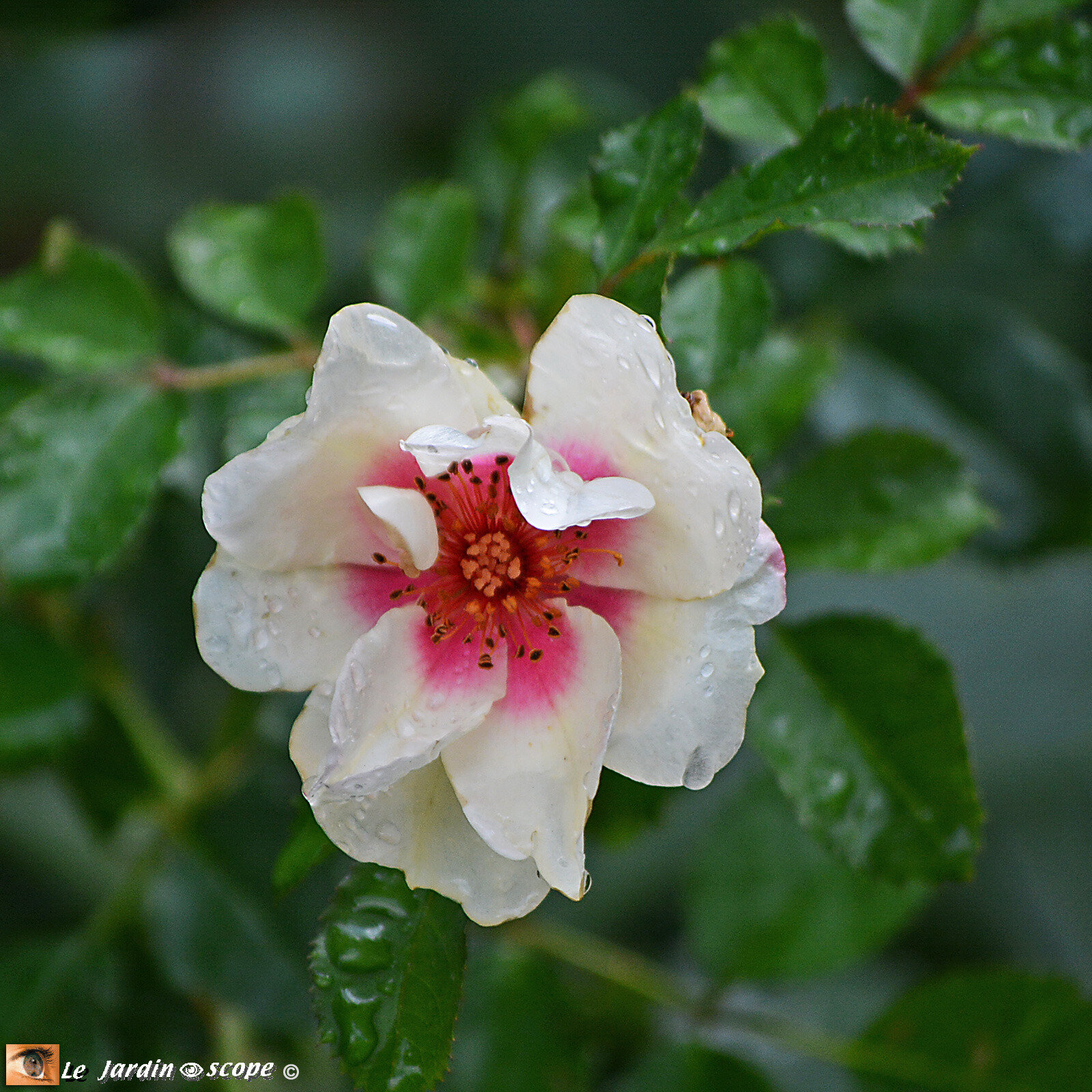 Rosa 'Persica Eye of Tiger'