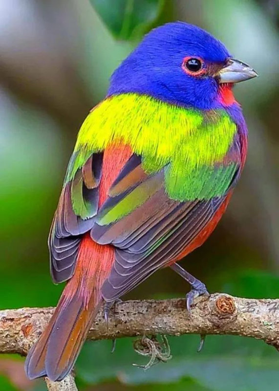 Z_Oiseau multicolore