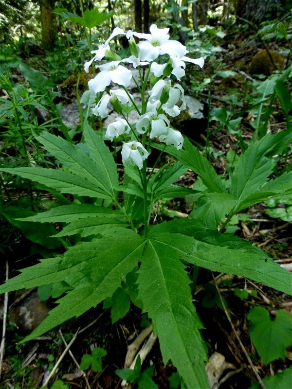 cardamine___7_feuilles__2_