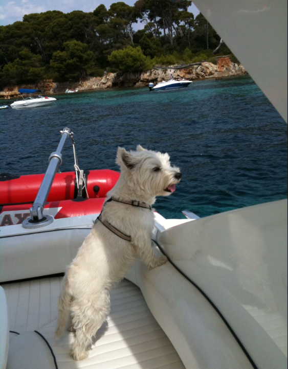 westie croisiere1