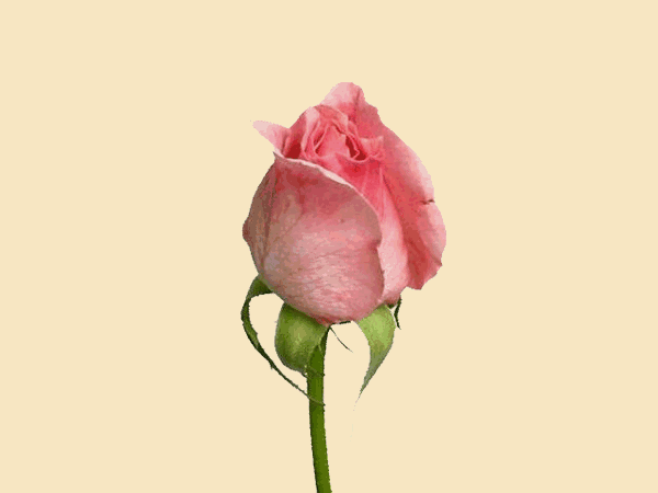 une jlie rose