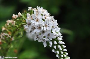 Lysimachia-clethroides-2
