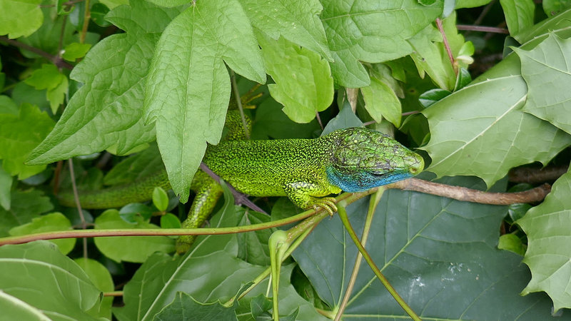 lézard vert