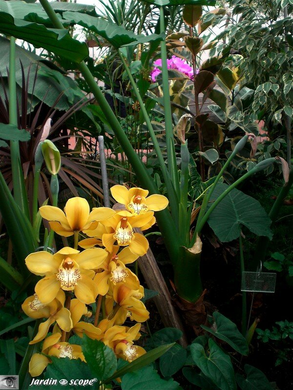Expo d'Orchidées 2008 - Serre aux papillons du Parc Floral d'Orléans