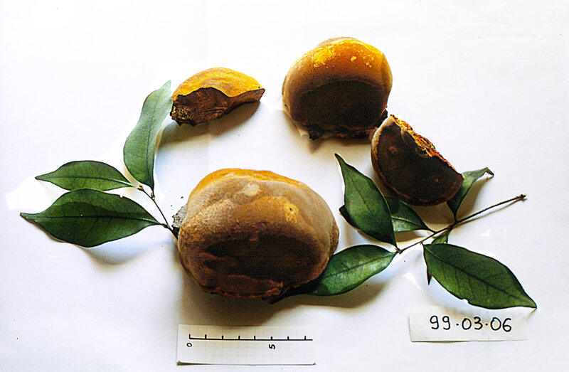 Phellinus robustus 1999 0306