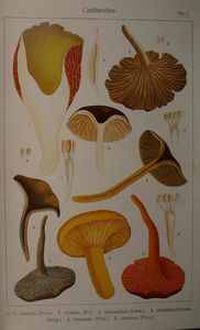 Ricken_chanterelles