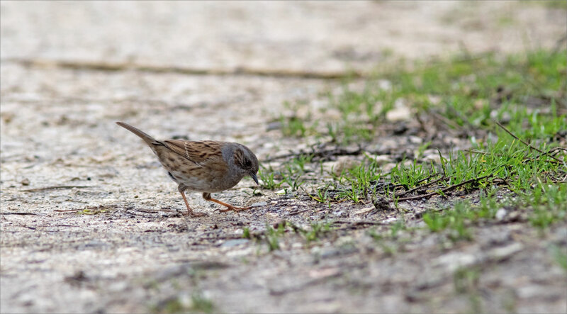 oiseau accenteur chemin 2 300121