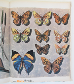LES-PAPILLONS-8-grand-livre-d'or-muluBrok