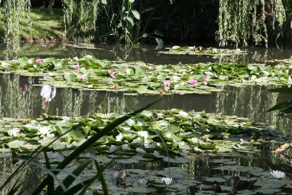 35-Jardin d'eau de Monet