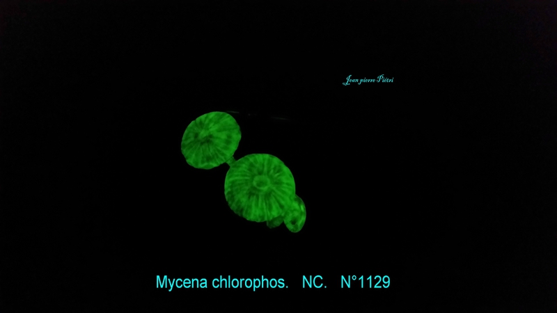 Mycena chlorophos, nuit n°1129