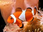 amphiprion-ocellaris