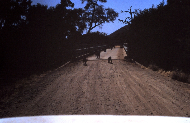 samburu babouin lodge f