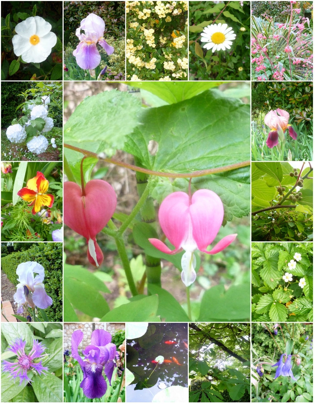 fleurs d'aujourd'hui