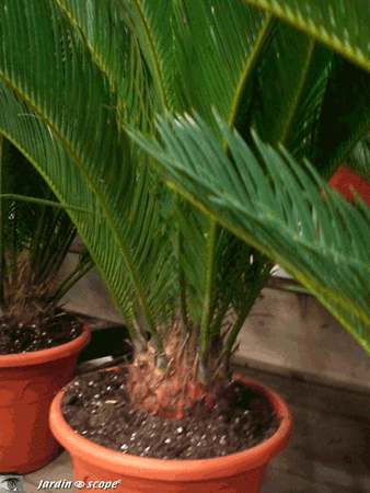 Cycas