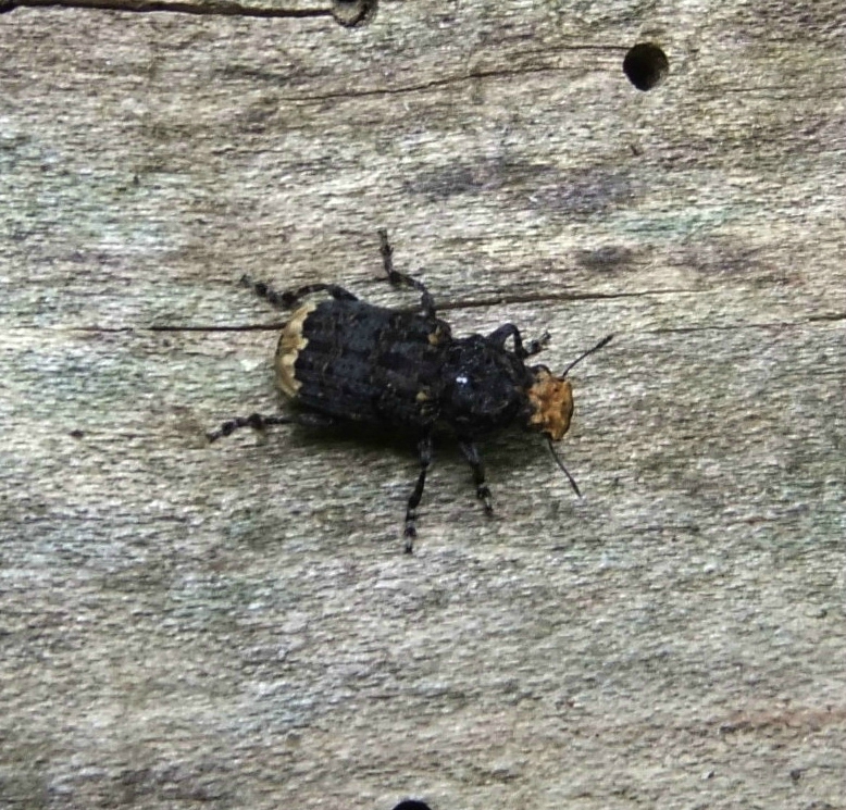Platyrhinus resinosus