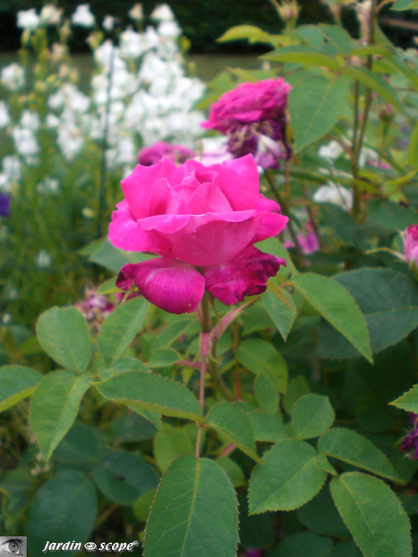 Rosier 'Reine des violettes'