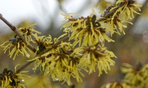 Hamamelis_