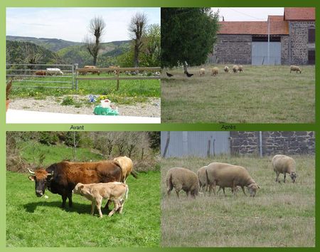 vache_mouton
