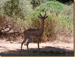 Samburu, réserve nationale (65)