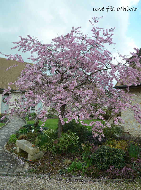 prunus subhirtella autumnalis (9)