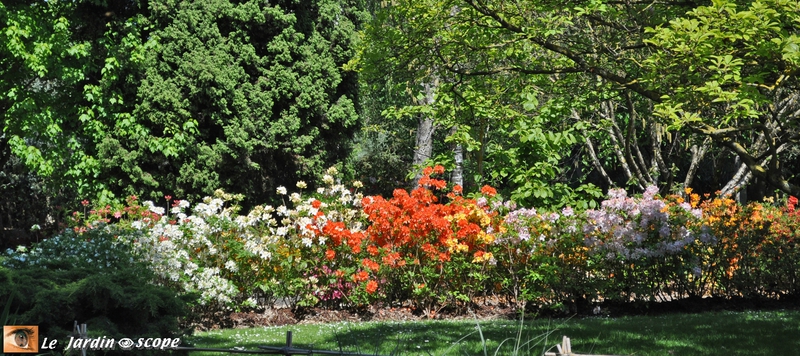 Haie de rhododendrons - jardin botanique de Tours