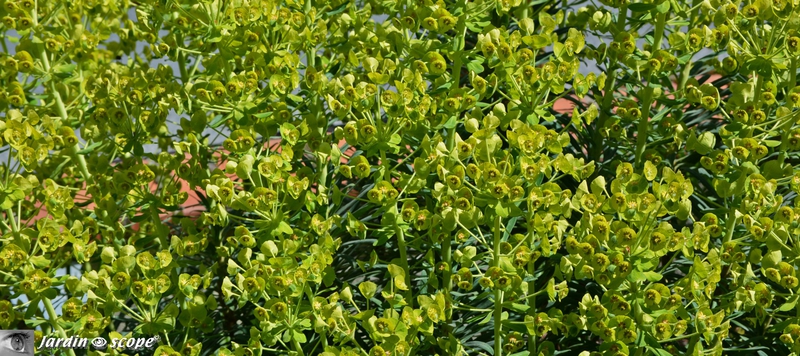 Euphorbe corse • Euphorbia characias