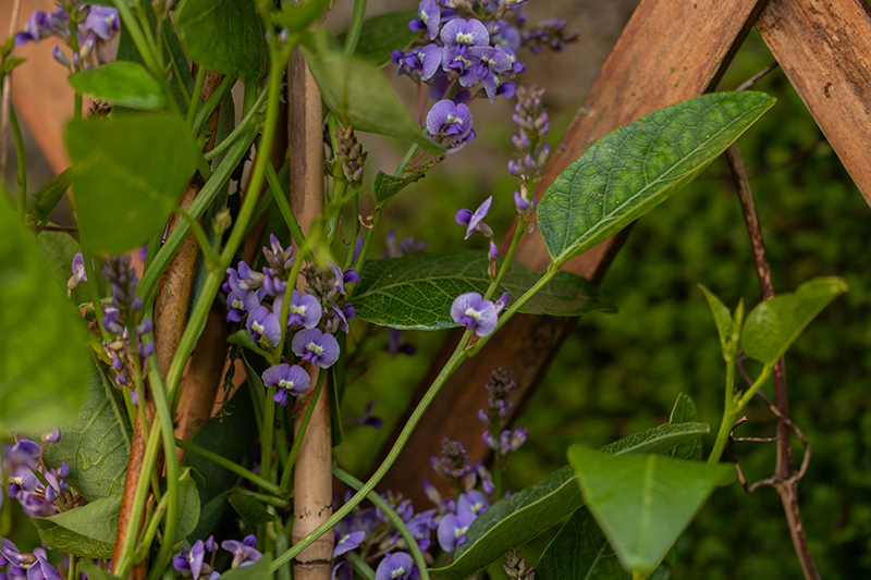 Hardenbergia violacea (3)