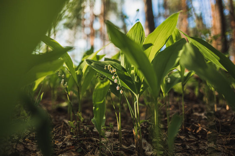 muguet_2