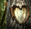 arbre_coeur[1]