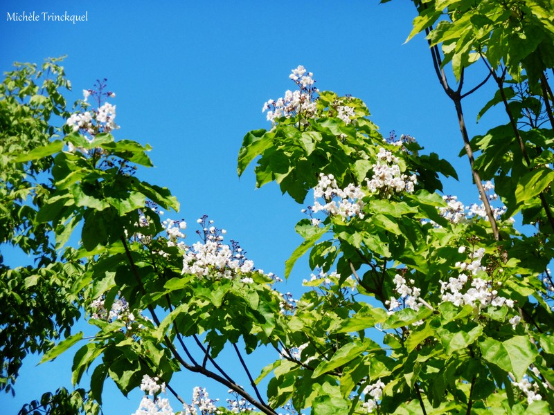 1-Fleurs de Léon 160619