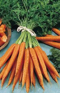 carottes