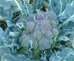 chou brocoli