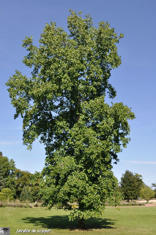 liquidambar d'Orient
